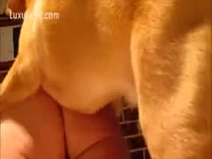 This brown dog is eager to fuck a muff.